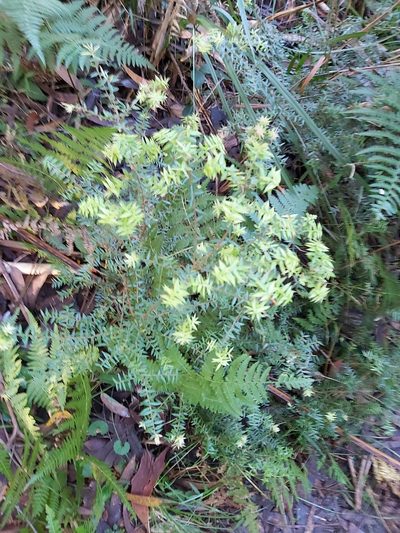 Acrotriche divaricata, photographed by Tim