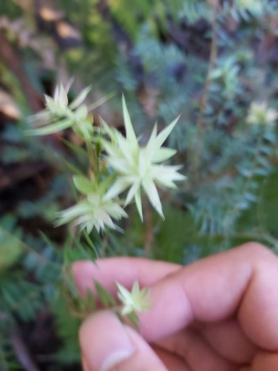 Acrotriche divaricata, photographed by Tim