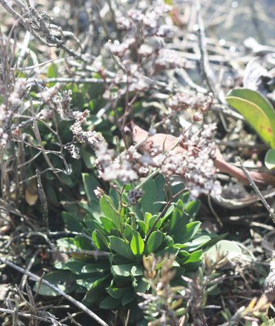 Limonium ramosissimum, photographed by Scott Loarie