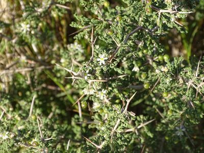 Asparagus capensis, photographed by Shaun Swanepoel