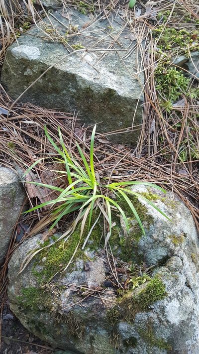Carex backii, photographed by Norma Malinowski
