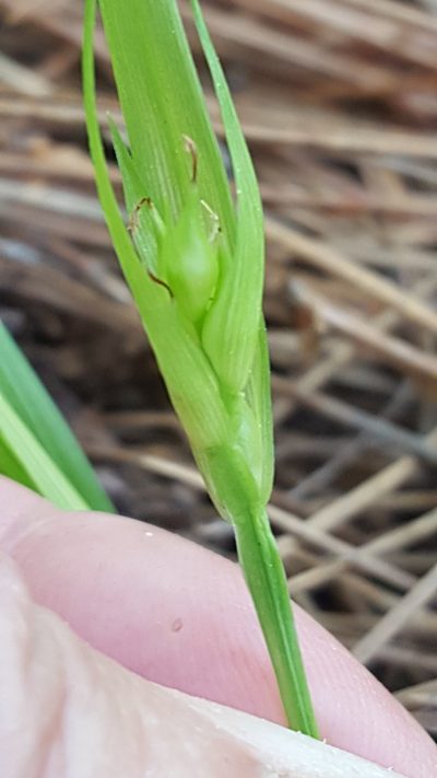 Carex backii, photographed by Norma Malinowski