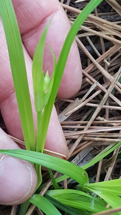 Carex backii, photographed by Norma Malinowski