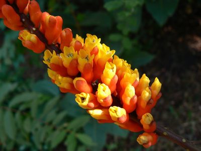 Moullava spicata, photographed by Dinesh Valke