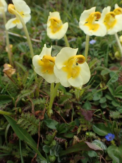 Pedicularis cranolopha, photographed by Étienne Léveillé-Bourret