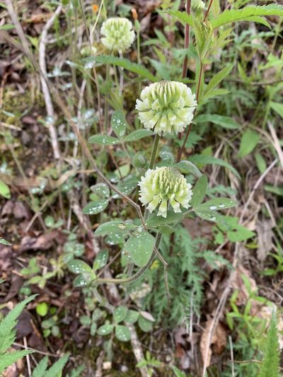 Trifolium reflexum, photographed by pamelabarnabee