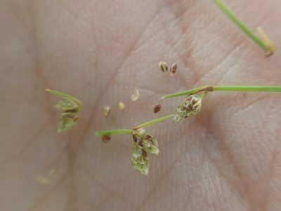 Isolepis setacea, photographed by Étienne Léveillé-Bourret