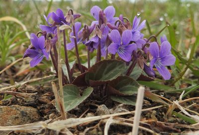 Viola variegata, photographed by Анна Васильченко