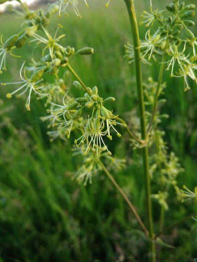 Silene chersonensis, photographed by Valerii Darmostuk