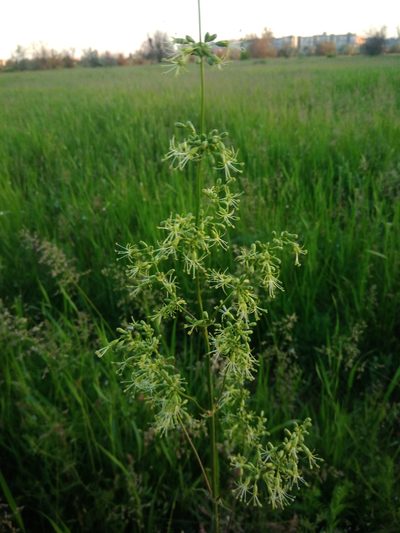 Silene chersonensis, photographed by Valerii Darmostuk