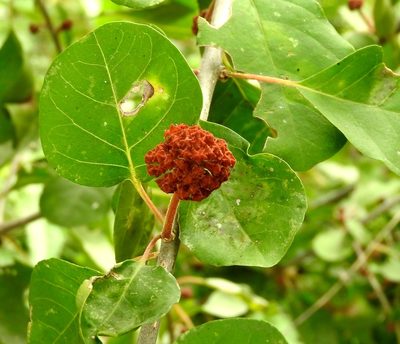 Pisonia capitata, photographed by Francisco Farriols Sarabia