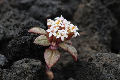 Dimeresia howellii, photographed by Trevor Van Loon