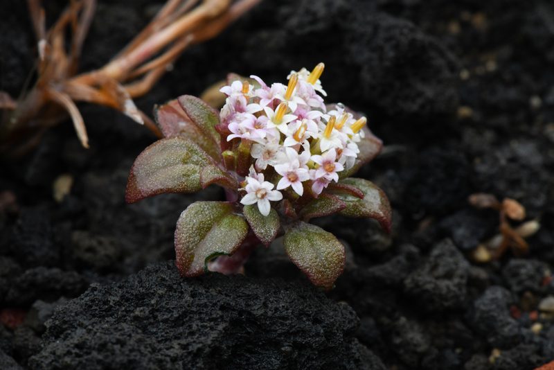 Dimeresia howellii, photographed by Trevor Van Loon