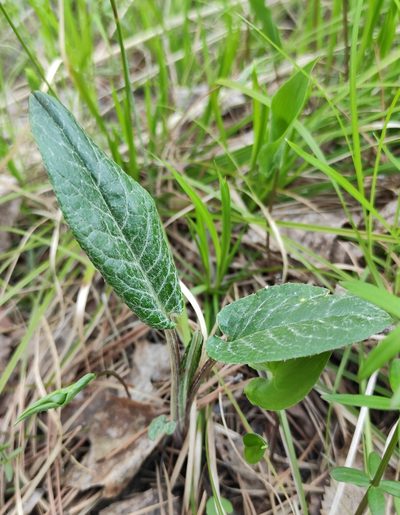 Saussurea controversa, photographed by Юлия