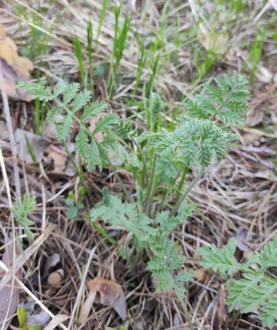 Artemisia tanacetifolia, photographed by Юлия