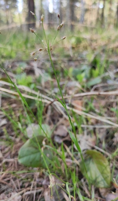 Luzula rufescens, photographed by Юлия