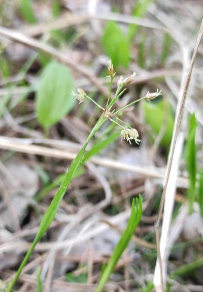 Luzula rufescens, photographed by Юлия