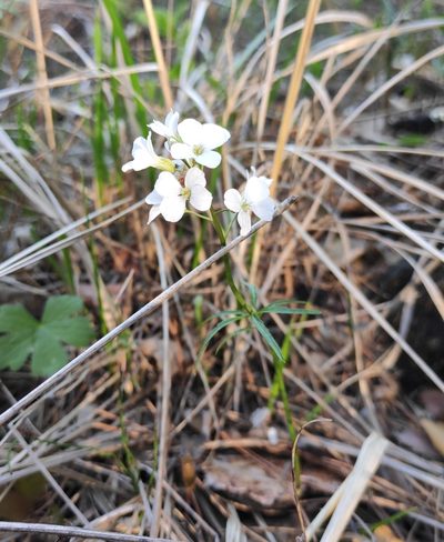 Cardamine trifida, photographed by Юлия