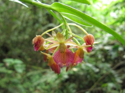 Epidendrum cottoniiflorum, photographed by Carlos Alberto Rodriguez