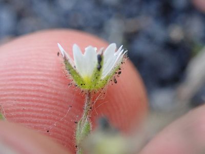 Cerastium pumilum, photographed by Matteo Marcandella