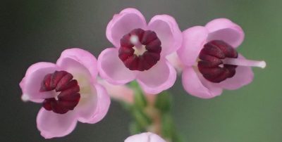 Erica canaliculata, photographed by Nicola van Berkel