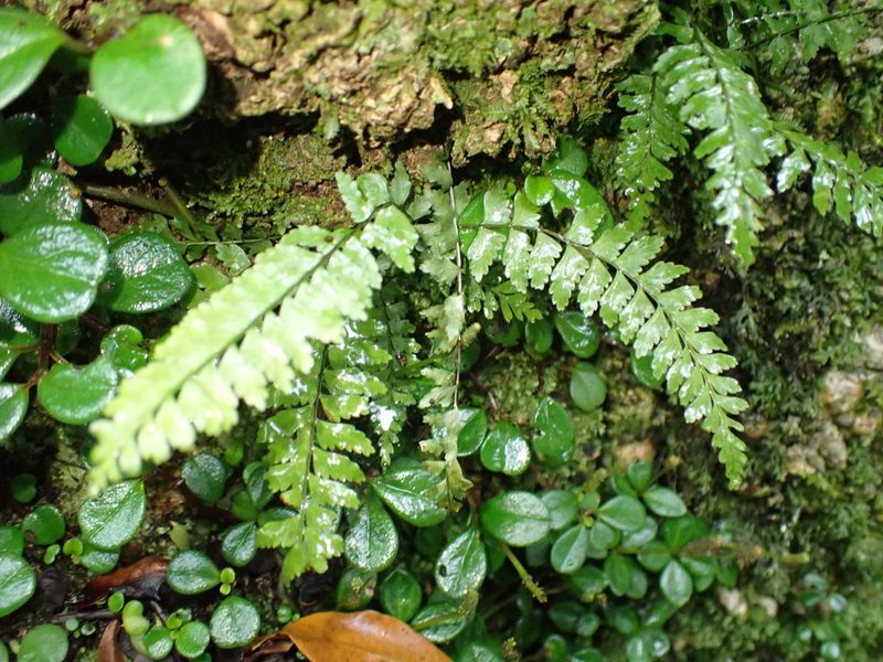 Asplenium lunulatum, photographed by Di Turner