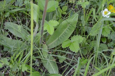 Crepis praemorsa, photographed by nicoweg