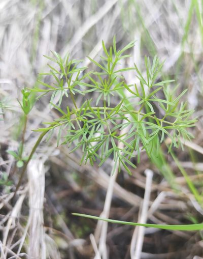 Ostericum tenuifolium, photographed by Юлия