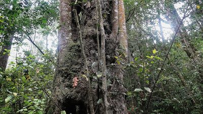 Ocotea bullata, photographed by Di Turner