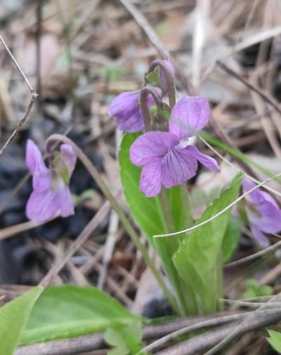 Viola gmeliniana, photographed by Юлия