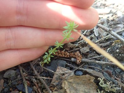 Galium parisiense, photographed by Matteo Marcandella