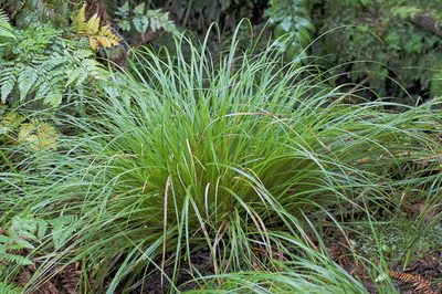 Carex auceps, photographed by Peter de Lange