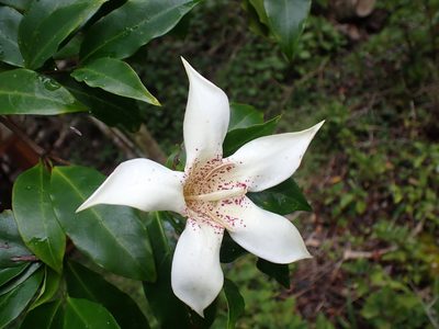 Rothmannia capensis, photographed by Di Turner