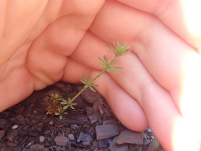 Galium parisiense, photographed by Matteo Marcandella