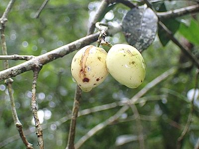 Elaeodendron croceum, photographed by Di Turner