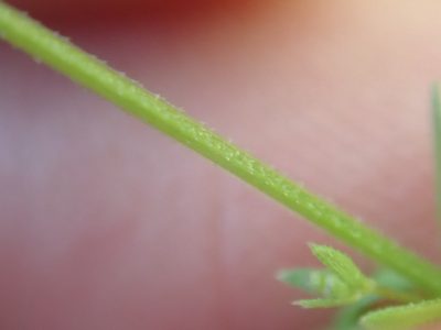 Galium parisiense, photographed by Matteo Marcandella