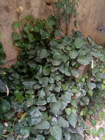 Hedera algeriensis, photographed by Karim Haddad