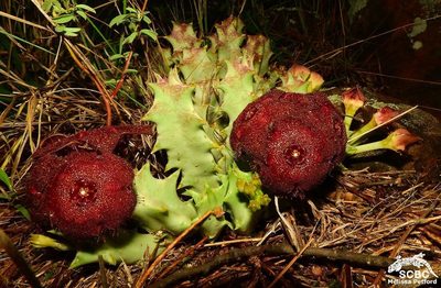 Orbea melanantha, photographed by Ryan van Huyssteen