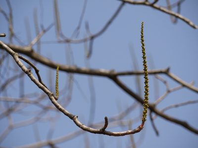 Falconeria insignis, photographed by Dinesh Valke