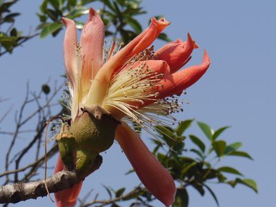 Bombax insigne, photographed by Dinesh Valke