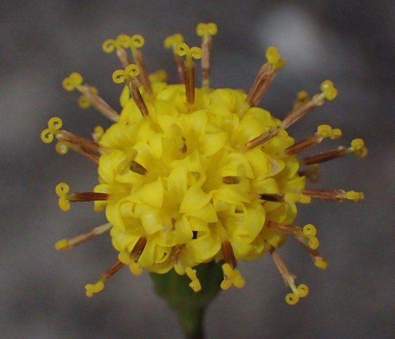 Senecio othonniflorus, photographed by Nicola van Berkel