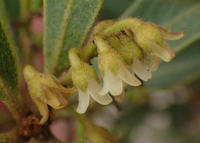 Euclea polyandra, photographed by Nicola van Berkel