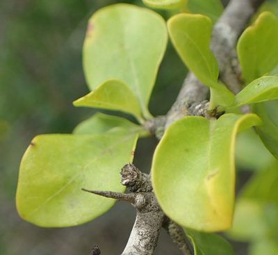 Catunaregam spinosa, photographed by Nicola van Berkel