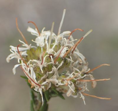 Agathosma adenocaulis, photographed by Nicola van Berkel