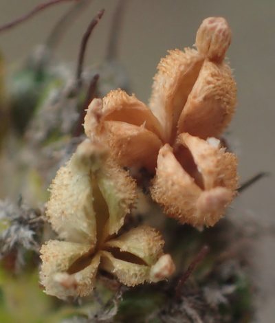 Agathosma adenocaulis, photographed by Nicola van Berkel