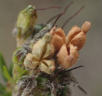 Agathosma adenocaulis, photographed by Nicola van Berkel