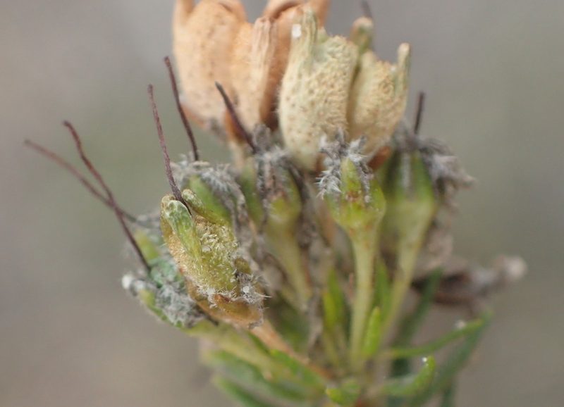 Agathosma adenocaulis, photographed by Nicola van Berkel