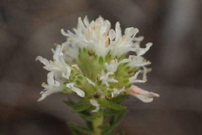 Agathosma adenocaulis, photographed by Nicola van Berkel