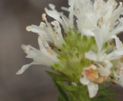 Agathosma adenocaulis, photographed by Nicola van Berkel