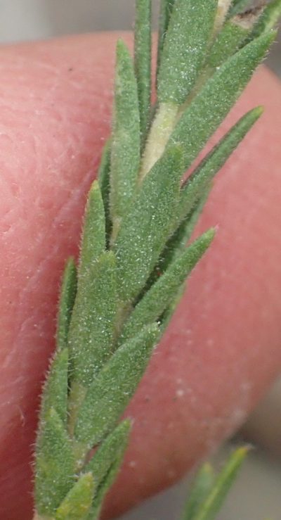 Agathosma adenocaulis, photographed by Nicola van Berkel